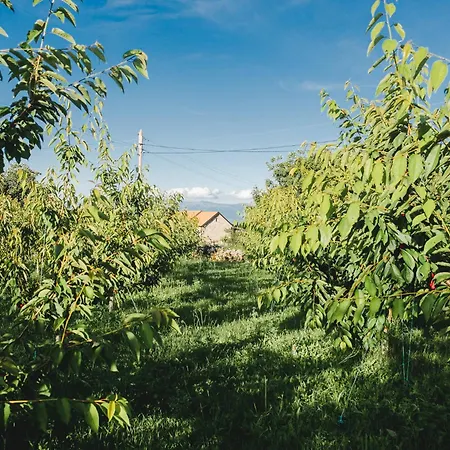 Stara Kruska Podgoriçe