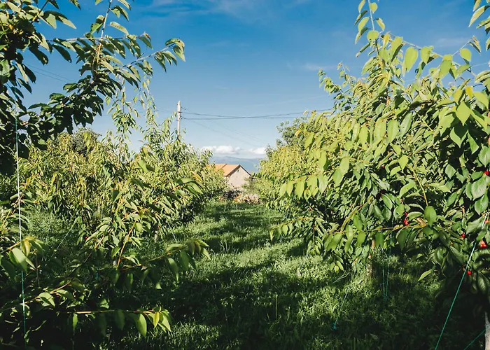 Stara Kruska Podgorica